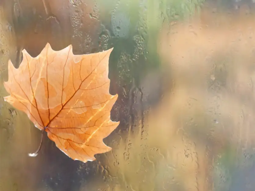 prepping-your-windows-for-fall