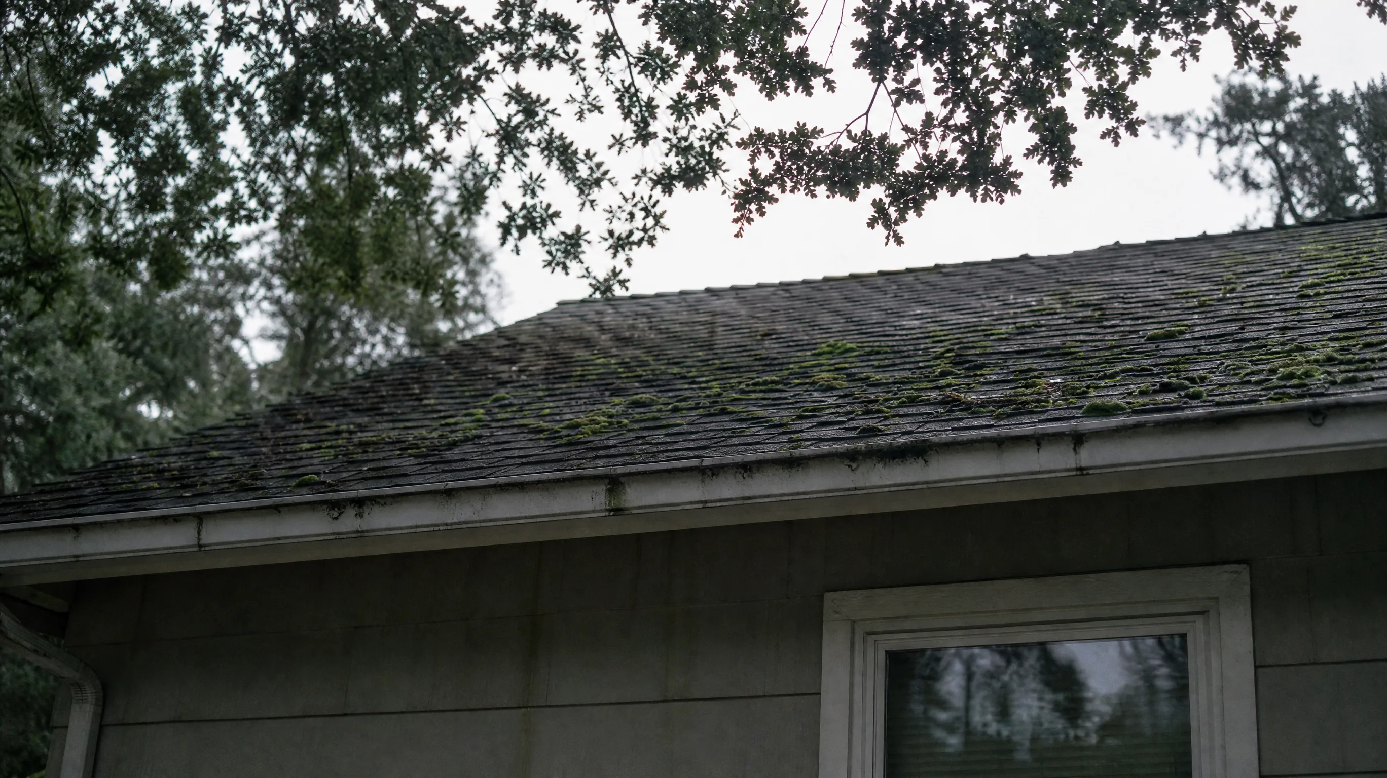 How to Get Rid of Moss on Your Roof (And When to Call a Pro)