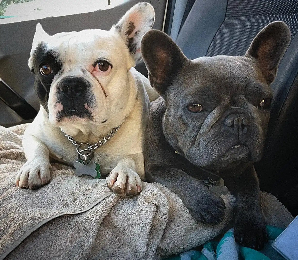 Dutch Window Cleaning Artist Employees of Every Month