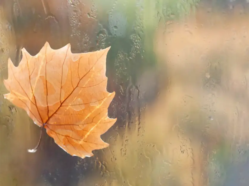 Prepping Your Windows for Fall: A Guide to Late Summer Window Cleaning