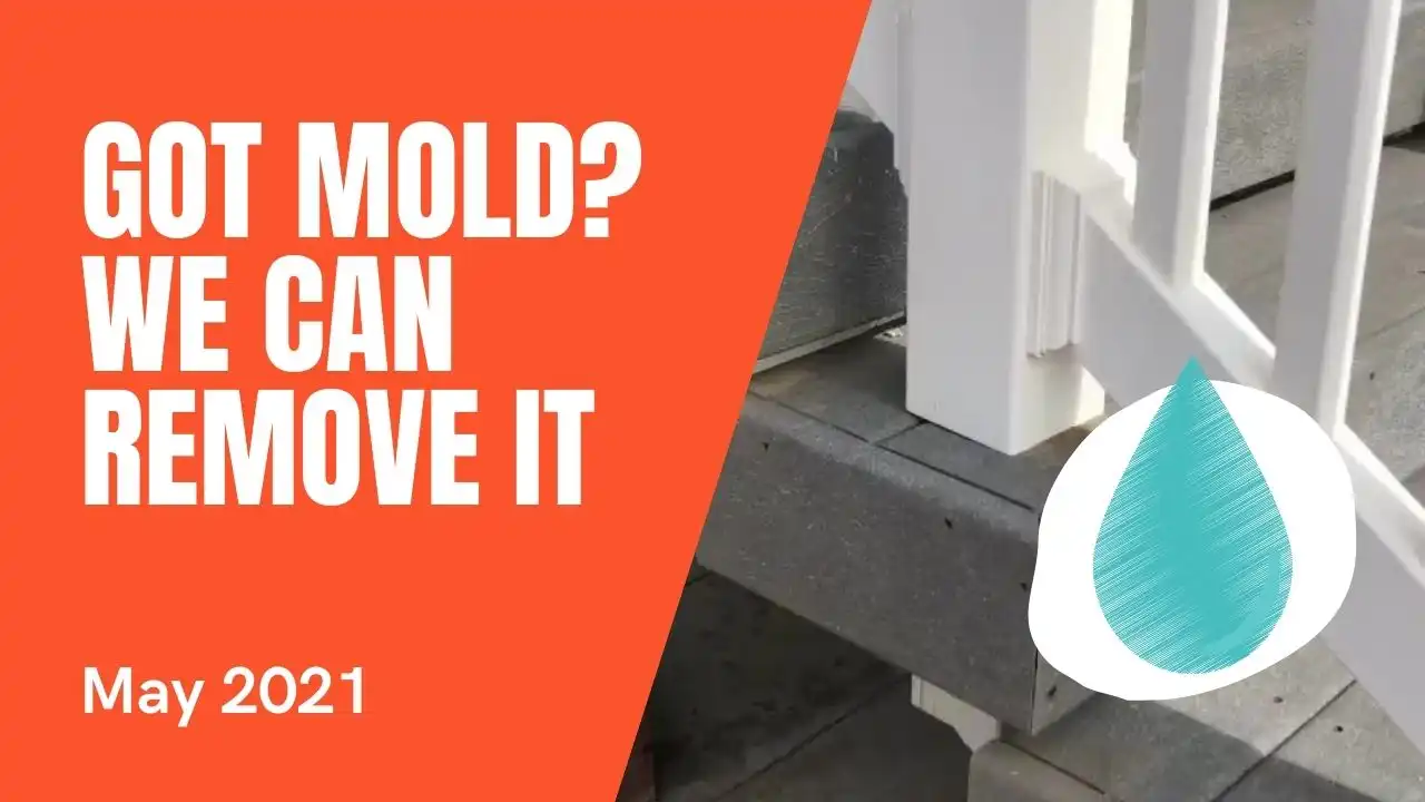 Got Mold? We Can Help! Dutch Window Cleaning Artist